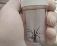 Captura anual de 45 mil aranhas-marrons viabiliza 15 mil ampolas de antiveneno no Paraná