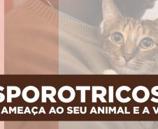 Paraná é o primeiro Estado a oferecer medicamento para tratar animais com esporotricose