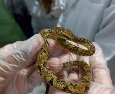 Saúde monitora serpentes no Estado e garante soro que neutraliza ação do veneno