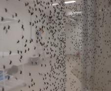 Biofábrica Wolbachia: Londrina e Foz do Iguaçu terão nova tecnologia de combate à dengue